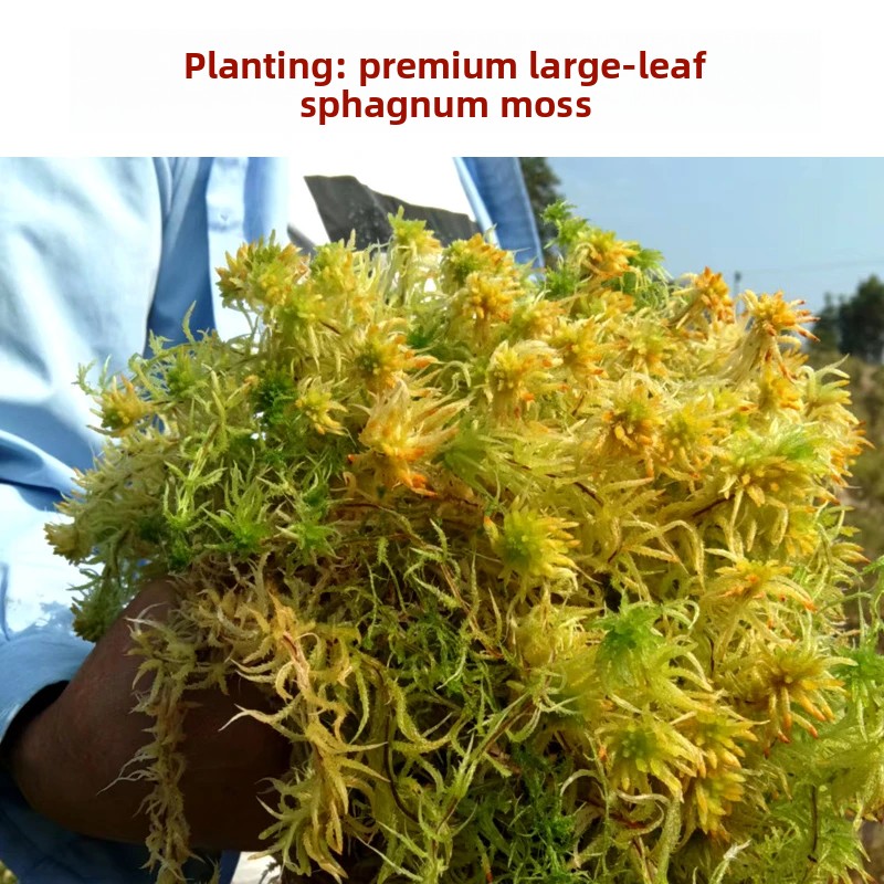 Preserved Moss Sheet - Muschio di Sphagnum Essiccato di Grado