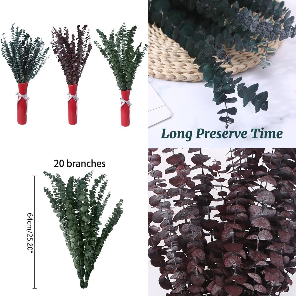 20 pezzi conservati per eucali - Eucalyptus Preserved recensione e prezzo